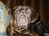 Mastino Napoletano Hund