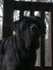 Mastino Napoletano Hund