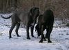 Mastino Napoletano Hund