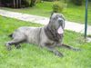 Mastino Napoletano Hund