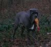 Mastino Napoletano Hund