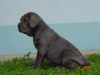 Mastino Napoletano Hund