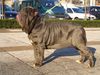 Mastino Napoletano Hund