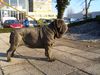 Mastino Napoletano Hund