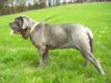 Mastino Napoletano Hund