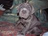 Mastino Napoletano Hund