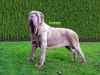 Mastino Napoletano Hund