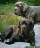 Mastino Napoletano Hund