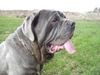 Mastino Napoletano Hund