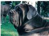 Mastino Napoletano Hund