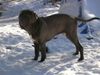 Mastino Napoletano Hund