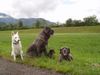 Mastino Napoletano Hund