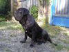 Mastino Napoletano Hund