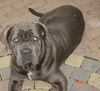 Mastino Napoletano Hund