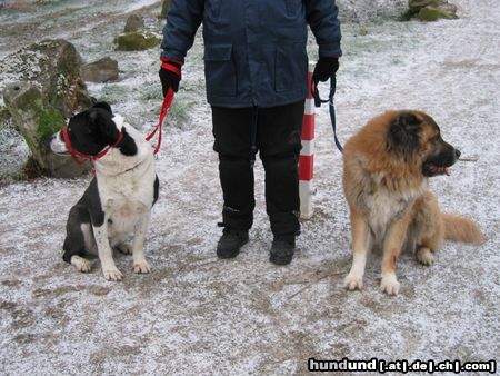 Mittelasiatischer Schäferhund shogun und nero 