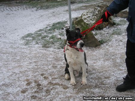 Mittelasiatischer Schäferhund shogun 