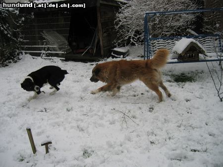 Mittelasiatischer Schäferhund super der schnee :=)nero und shogun