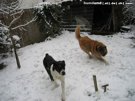 Mittelasiatischer Schäferhund :=)nero und shogun spiel mit mir.