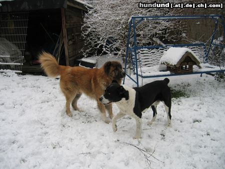 Mittelasiatischer Schäferhund :=)nero und shogun 