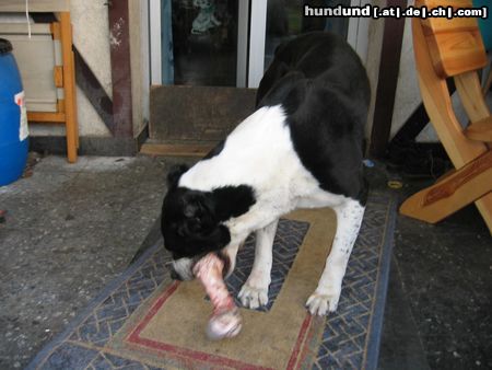 Mittelasiatischer Schäferhund Hallo so ein großer Knochen hm lecker