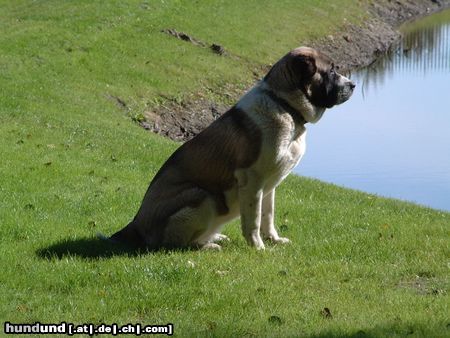 Mittelasiatischer Schäferhund Nuna (2) observiert ihr Territorium 