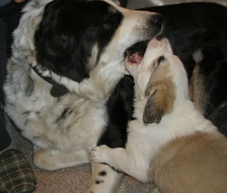 Mittelasiatischer Schäferhund AUDREY & AKGUS mit 6 Wochen