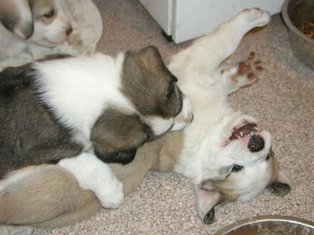 Mittelasiatischer Schäferhund AUDREY & AKGUS mit 6 Wochen