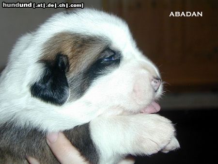 Mittelasiatischer Schäferhund male Abadan at 3 weeks; CH Deisy Barsuk x Daikash Hep; Puppies available near to Prague (Czech Republik)