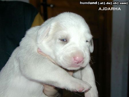 Mittelasiatischer Schäferhund female Ajdarha at 3 weeks; CH Deisy Barsuk x Daikash Hep; Puppies available near to Prague (Czech Republik)