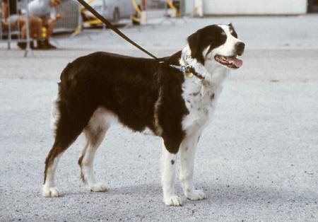 Mittelasiatischer Schäferhund Audrey z Freudova Rodiste