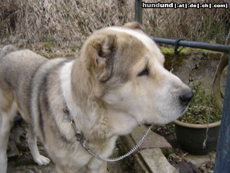 Mittelasiatischer Schäferhund Leo-Koenig des Hauses