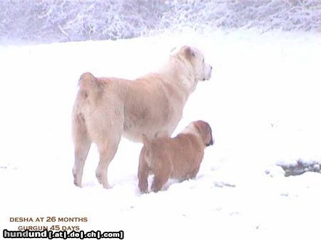 Mittelasiatischer Schäferhund Desha Gor (CH RUS Hunta x CH RUS Hoshgjul Ak Aju) 3 x BOB, 2 CACIB, 1 res. CACIB, 2 CAC, 2 res.CAC (1 Res. CAC on Europeandogshow 2003)