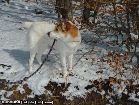 Mittelasiatischer Schäferhund