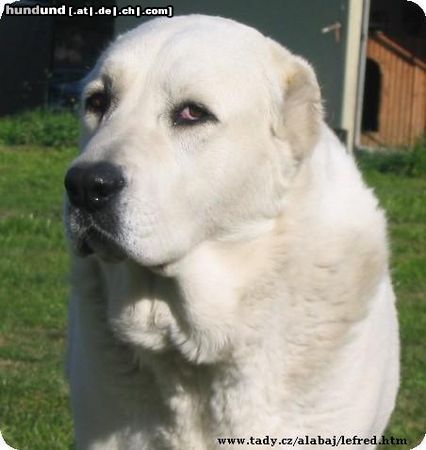 Mittelasiatischer Schäferhund Aysit Lefred,kennel Lefred from Czech Republic