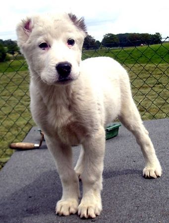 Mittelasiatischer Schäferhund Wer bist du denn?