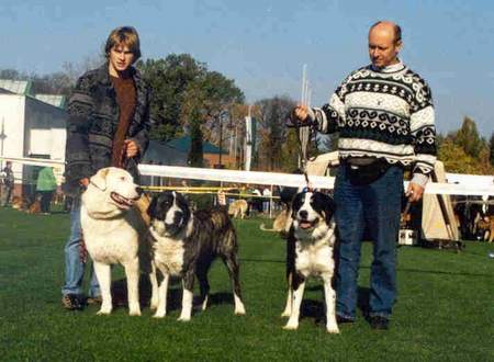 Mittelasiatischer Schäferhund Argo u Krale Jiriho, Ajka Sadara Big, Audrey z Freudova Rodiste in Stockerau