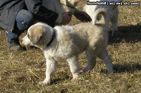 Mittelasiatischer Schäferhund AISHA od Dschagaday Chan mit 11 Wochen