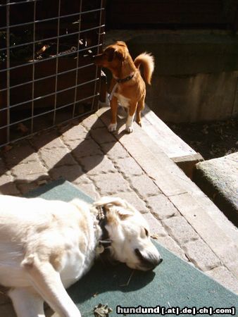 Mittelasiatischer Schäferhund caysy und bones in der mittagssonne!