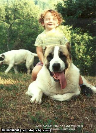 Mittelasiatischer Schäferhund Daikash Hep (CH RUS Hunta x CH RUS Hoshgjul Ak Aju)