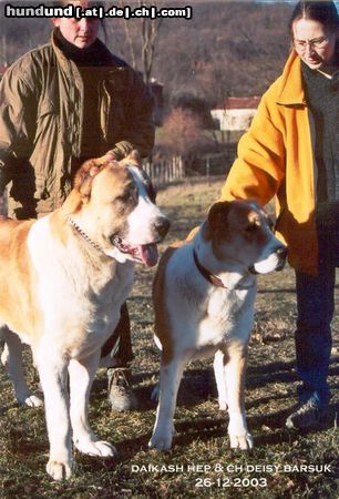 Mittelasiatischer Schäferhund Daikash Hep with CH. CZ Deisy