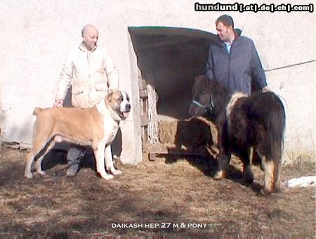 Mittelasiatischer Schäferhund Daikash Hep