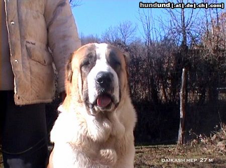 Mittelasiatischer Schäferhund Daikash Hep