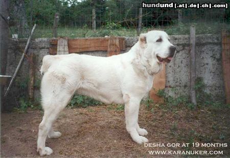 Mittelasiatischer Schäferhund Desha Gor (CH RUS Hunta x CH RUS Hoshgjul Ak Aju) 3 x BOB, 2 CACIB, 1 res. CACIB, 2 CAC, 2 res.CAC (1 Res. CAC on Europeandogshow 2003)