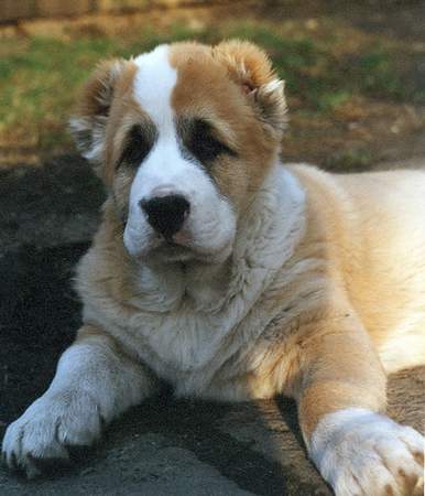 Mittelasiatischer Schäferhund Falco Barsuk mit etwea zwei Monaten