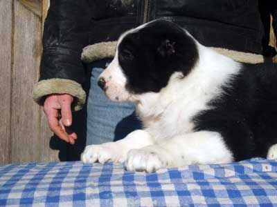 Mittelasiatischer Schäferhund female puppy at 46 days