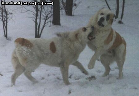 Mittelasiatischer Schäferhund Fojbe und Bartang beim fröhlichen Schneespiel