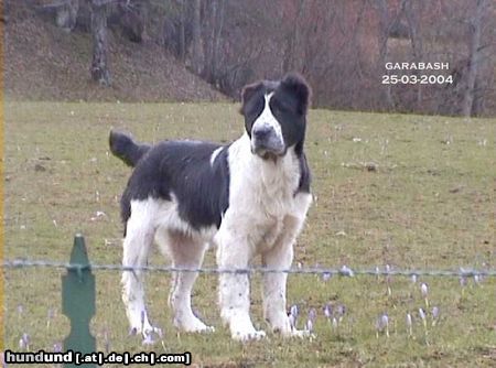 Mittelasiatischer Schäferhund female Garabash at 4 months and 1 day; Berendey Bergul x Daikash Hep