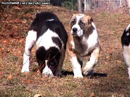 Mittelasiatischer Schäferhund daughters of Daikash Hep and Berendey Bergul, available