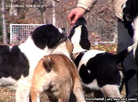 Mittelasiatischer Schäferhund daughters of Daikash Hep and Berendey Bergul, available