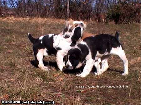 Mittelasiatischer Schäferhund daughters of Daikash Hep and Berendey Bergul, available